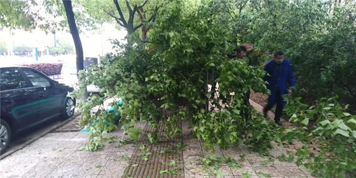 【点赞】突起大风,管护公司迅速行动!